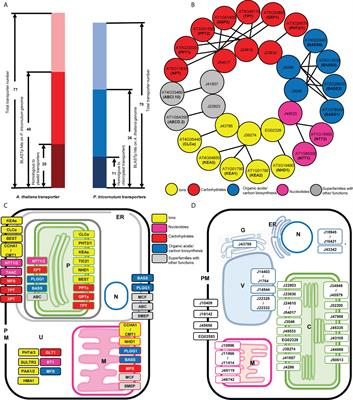 A metabolic, phylogenomic and environmental atlas of diatom plastid transporters from the model species Phaeodactylum